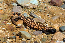 Gila monster (Heloderma suspectum suspectum) controlled conditions, Catalina mountains foothills, Arizona USA