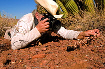 Man photographing Gila monster (Heloderma suspectum suspectum) controlled conditions, Organ Pipe Cactus Monument, Arizona USA