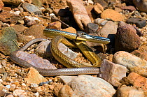 Sonoran Whipsnake (Masticophis bilineatus) controlled conditions, Catalina Mountains foothills, Arizona, USA