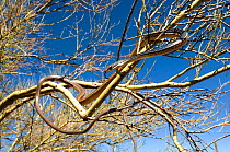 Sonoran Whipsnake (Masticophis bilineatus) climbing tree, controlled conditions, Catalina Mountains foothills, Arizona, USA