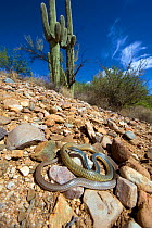 Sonoran Whipsnake (Masticophis bilineatus) controlled conditions, Catalina Mountains foothills, Arizona, USA
