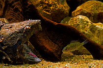 Alligator snapping turtle (Macroclemys temmincki) fishing by luring a fish with the vermiform, worm-like tongue, USA, captive