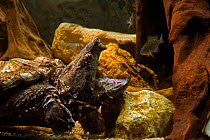 Alligator snapping turtle (Macroclemys temmincki) fishing by luring a fish with the vermiform, worm-like,  tongue, USA, captive