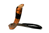 Black lipped / Forest cobra (Naja melanoleuca) found from Senegal to Zambia, captive