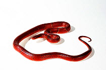 Malaysian Red bamboo snake (Oreocryptophis porphyracea laticincta) found in Malaysia, captive