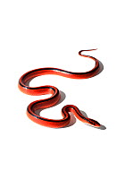 Red Bamboo rat snake (Oreocryptophis porphyracea coxi) found in Thailand, captive