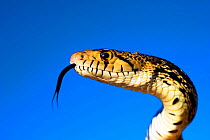 Great basin Gopher Snake / Bullsnake (Pituophis catenifer deserticola) head profile, controlled conditions, Joshua Tree National Monument, California USA