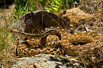 Great basin Gopher Snake / Bullsnake (Pituophis catenifer deserticola) controlled conditions, Joshua Tree National Monument, California USA
