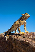 Desert horned lizard (Phrynosoma platyrhinos) standing on rock, Death Valley National Park,  California, USA, Controlled conditions