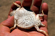 Regal Horned lizard (Phrynosoma solare) man holding lizard, playing dead behaviour, Catalina mountains foothills, Arizona, USA, controlled conditions
