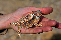 Regal Horned lizard (Phrynosoma solare) man holding lizard, flattened body behaviour, Catalina mountains foothills, controlled conditions Arizona, USA