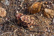 Regal Horned lizard (Phrynosoma solare) camouflaged on ground, Catalina mountains foothills, controlled conditions Arizona, USA