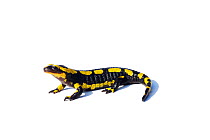 Banded salamander (Salamandra salamandra terrestris) France, captive