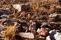 Desert Western Patch-nosed Snake (Salvadora hexalepis hexalepis)  near Tucson, Arizona, USA, controlled conditions