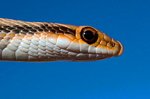 Desert Western Patch nosed Snake (Salvadora hexalepis hexalepis) head profile, near Tucson, Arizona, USA, controlled conditions