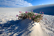 Sand Verbena (Abronia angustifolia) White Sands National Park, New Mexico, USA