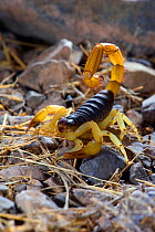 Black back desert hairy scorpion (Hadrurus spadix)  Death valley national park, California, USA, May