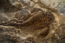Sea Scorpion fossil, Eurypterid, 400 millions years ago, found in USA