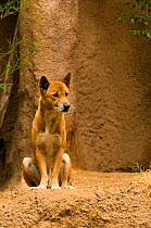 Papua-New-Guinea singing dog (Canis lupus dingo / Canis hallstromi) captive, Papua-New-Guinea.