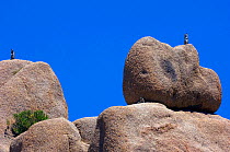 Western Mojave ground squirrel (Otospermophilus / Spermophilus / Citellus beecheyi parvulus) on rocks, Joshua's Tree NP, California, USA, June