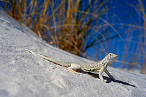 Bleached earless lizard (Holbrookia maculata ruthveni) camouflaged on sand, White Sands National Park, New Mexico, USA, May