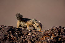 Haris' / Yuma antelope squirrel (Ammospermophilus harrisi) feeding, Organ Pipe Cactus National Monument, Arizona, USA, June