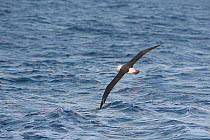Black browed albatross (Thalassarche melanophrys) in flight over water, Drakes Passage, Antarctica, Taken on location for BBC Frozen Planet series, January