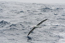 Black browed albatross (Thalassarche melanophrys) in flight over sea, wing almost touching water, Drakes Passage, Antarctica, Taken on location for BBC Frozen Planet series, January