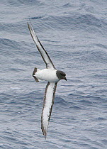 Cape / Pintado petrel (Daption capense) in flight over water, Drake's passage, Antarctica, January Taken on location for BBC Frozen Planet series