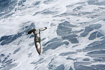 Cape / Pintado petrel (Daption capense) in flight over water, Drake's passage, Antarctica, January Taken on location for BBC Frozen Planet series