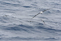 Cape / Pintado petrel (Daption capense) and Black browed albatross (Thalassarche melanophrys) in flight over water, Drake's passage, Antarctica, January, Taken on location for BBC Frozen Planet series