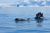 Filming Southern Type B Killer whales (Orcinus orca) Antarctica. Taken on location for BBC Frozen Planet series, January 2009