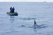 Dion Poncet, John Durban, Bob Pitman, attempting to tag matriarch Southern Type B Killer whale (Orcinus orca) in Antarctic Peninsula, Antarctica, January 2009, Taken on location for BBC Frozen Planet...