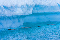 Crabeater seals (Lobodon carcinophagus) feeding on krill around iceberg, the krill are attracted to algae released as the iceberg melts, Antarctica, January, Taken on location for BBC Frozen Planet se...