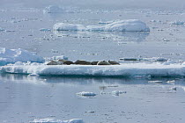 Group of Crabeater seals (Lobodon carcinophagus) resting up on ice floe, Antarctica. Taken on location for BBC Frozen Planet series, January 2009