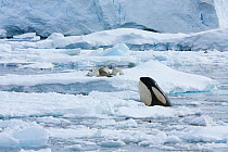 Southern Type B Killer whale (Orcinus orca) spyhops to see if Crabeater seals (Lobodon carcinophagus) are potential prey, Antarctica. Taken on location for BBC Frozen Planet series, January 2009