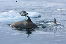 Southern Type B Killer whale (Orcinus orca) hunting Weddell seal (Leptonychotes weddelli), Antarctica.  Taken on location for BBC Frozen Planet series, January
