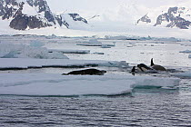 Southern Type B Killer whales (Orcinus orca) hunting Weddell seal (Leptonychotes weddelli), using wave washing technique, Antarctica.  Taken on location for BBC Frozen Planet series, January 2009