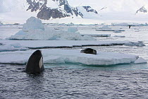 Southern Type B Killer whale (Orcinus orca) hunting Weddell seal (Leptonychotes weddelli), spyhopping to see where seal is on ice floe, Antarctica.  Taken on location for BBC Frozen Planet series, Jan...