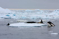 Southern Type B Killer whales (Orcinus orca) hunting Weddell seal (Leptonychotes weddelli), surrounding seal on ice floe, Antarctica.  Taken on location for BBC Frozen Planet series, January 2009