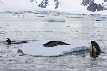 Southern Type B Killer whales (Orcinus orca) hunting Weddell seal (Leptonychotes weddelli), spyhopping to assess where seal is on ice floe, Antarctica.  Taken on location for BBC Frozen Planet series,...