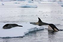 Southern Type B Killer whales (Orcinus orca) hunting Weddell seal (Leptonychotes weddelli), spyhopping to see where seal is on ice floe, Antarctica.  Taken on location for BBC Frozen Planet series, Ja...