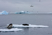 Southern Type B Killer whale (Orcinus orca) hunting Weddell seal (Leptonychotes weddelli), spyhopping to see where seal is on ice floe, with birds flying above, Antarctica.  Taken on location for BBC...