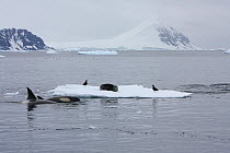 Southern Type B Killer whales (Orcinus orca) hunting Weddell seal (Leptonychotes weddelli), using wave washing technique, Antarctica.  Taken on location for BBC Frozen Planet series, Winter.