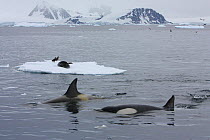 Southern Type B Killer whales (Orcinus orca) hunting Weddell seal (Leptonychotes weddelli),  Antarctica.  Taken on location for BBC Frozen Planet series, January 2009