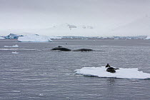 Humpback whales (Megaptera novaeangliae)  beside Weddell seals (Leptonychotes weddelli) on ice floe, Antarctica.  Taken on location for BBC Frozen Planet series, January 2009