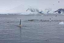 Humpback whales (Megaptera novaeangliae) behind a hunting Southern Type B Killer whale (Orcinus orca) with flock of Skuas, Antarctica.  Taken on location for BBC Frozen Planet series, January 2009
