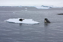 Southern Type B Killer whale (Orcinus orca) hunting Weddell seal (Leptonychotes weddelli), spyhopping to assess where seal is on ice floe, Antarctica.  Taken on location for BBC Frozen Planet series,...