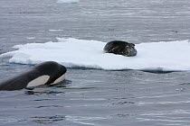 Southern Type B Killer whales (Orcinus orca) hunting Weddell seal (Leptonychotes weddelli), spyhopping to assess where seal is on floe, Antarctica.  Taken on location for BBC Frozen Planet series, Jan...