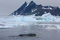 Humpback whale (Megaptera novaeangliae) surfacing amongst ice floes, Antarctica.  Taken on location for BBC Frozen Planet series, January 2009